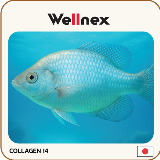 คอลลาเจน (Collagen – Wellnex)